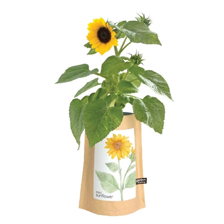 GARDEN IN A BAG: SUNFLOWER