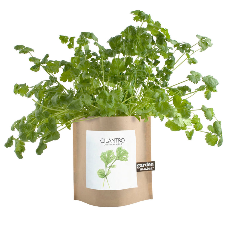 GARDEN IN A BAG: CILANTRO